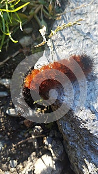 Wooly Bear Caterpillar & x28;Pyrrharctia isabella& x29; photo