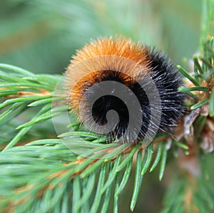 Wooly Bear Snuggled on Branch