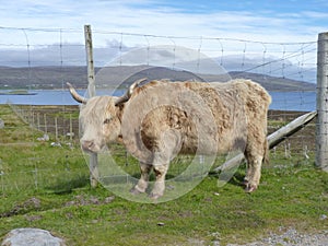 Wooly beige cow with long hair and horns takes a deep look at the camera . Angry bull with blond pony hair .