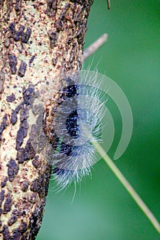 Wooly Black Caterpillar - The Giant Leopard Moth Caterpillar photo