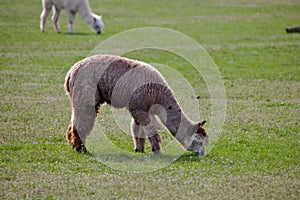 Wooly, brown alpaca grazing in a green field