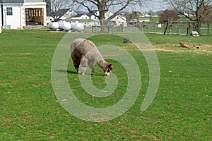 A wooly brown Alpaca grazing peacfully on a lush green meadow, on an Amish farm in Lancaster County, PA, USA