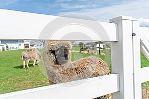 A wooly brown Alpaca peeking through a white fence, on an Amish farm in Lancaster County, PA, USA