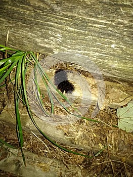 Wooly caterpillar