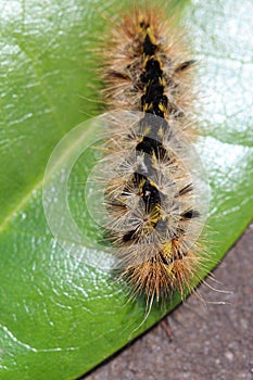 Wooly Caterpillar
