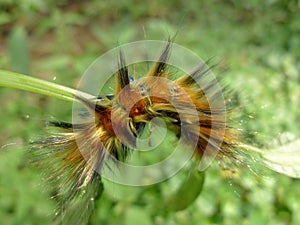 A wooly caterpillar photo