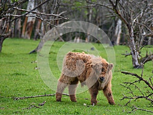 Wooly Cow