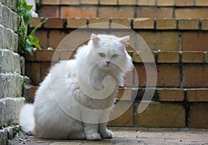 Wooly Feline