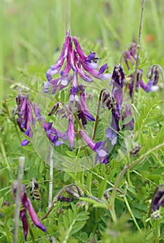 Wooly or Fodder Vetch