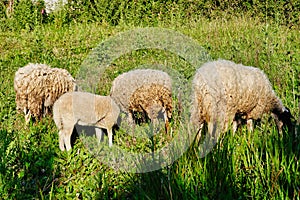 Wooly Greek Sheep Grazing in Long Grass, Greece photo