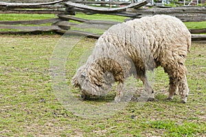 Wooly lamb photo