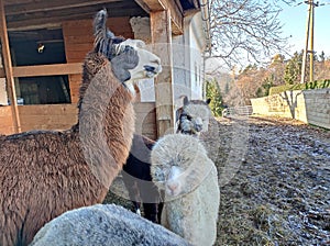 Wooly llama brown colored with black white head with alpacas white black beige silver grey colored