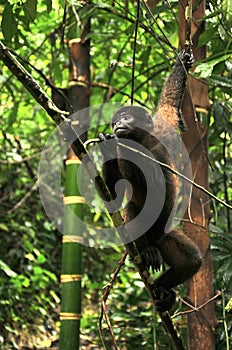 Wooly Monkey in the Amazonia photo