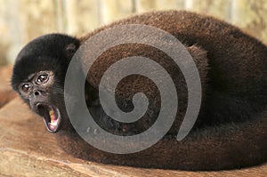 Wooly monkey being maintained in captivity