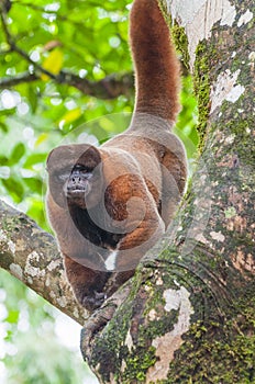 Wooly Monkey in Ecuadorian Amazon, Archidona