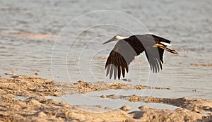 Wooly-necked Stork in flight
