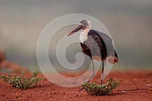 Wooly necked stork searching for food in Zimanga Game Reserve