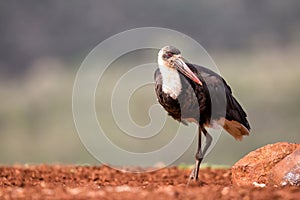 Wooly necked stork searching for food in Zimanga Game Reserve