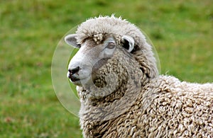 Wooly Sheep