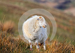 Wooly sheep