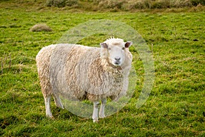 Wooly Sheep In Field New Zealand