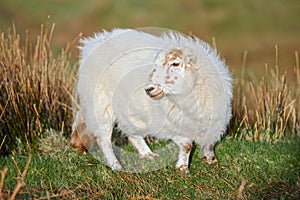 Wooly sheep photo