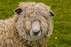 A wooly sheep portrait beside the River Trent at Fledborough, Nottinghamshire