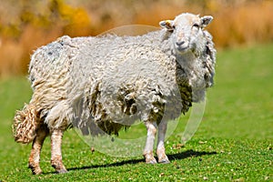 Wooly sheep photo