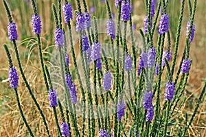 Wooly Verbena