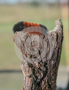 Wooly Worm