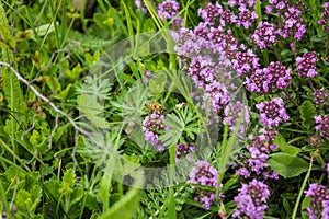 Working bee in Thymus herbal meadow