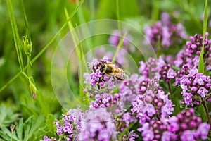 Working bee in Thymus herbal meadow