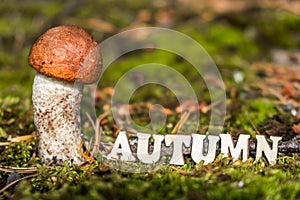 The word autumn, written in wooden letters on fallen needles in a natural forest, next to a mushroom. Selective focus