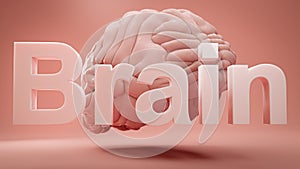 Word brain and model of human brain over pink studio background. Concept of inspiritation, creativity, idea, education