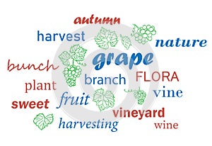 word cloud. Grape harvesting. Vector