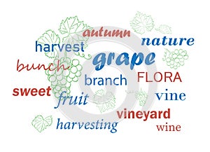 word cloud. Grapes and green leaves. Vector