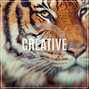 Word Creative.Close-up of a Tigers face.Selective focus.