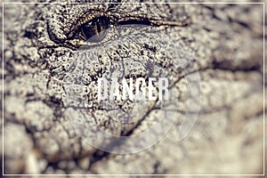Word Danger. Caiman face.