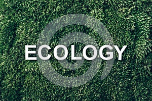 Word Ecology on moss, green grass background. Top view. Copy space. Banner. Biophilia concept. Nature backdrop