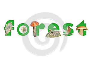 The word Forest with a leaf, spider, mushrooms, cone and bird