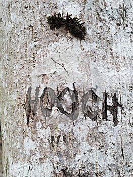 Word HOOCH Carved into a Tree Trunk