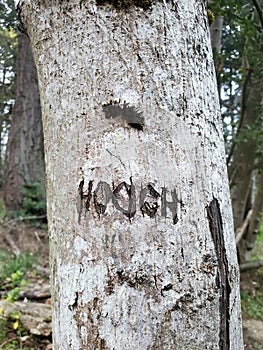 Word HOOCH Carved into a Tree Trunk 2