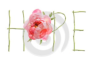 Word HOPE made with letters and beautiful peony on white background