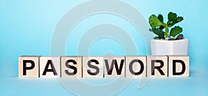 The word PASSWORD is written on wooden cubes near a flower in a pot on a light blue background