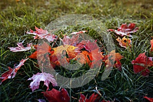 Word sale letters carved on colorful red bright maple leaves lie on the green grass in the autumn garden on a Sunny day