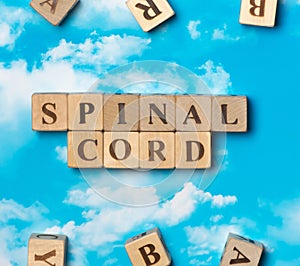 The word Spinal cord