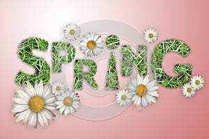 The word spring texture of a green grass, white daisies on a pink background,