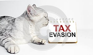 word tax evasion and grey cat with white notebook