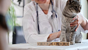Word veterinary on wooden cubes and veterinarian with cat sitting on table in veterinary clinic.