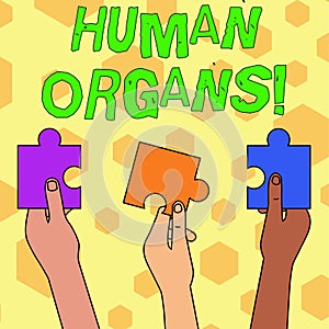 Word writing text Huanalysis Organs. Business concept for The internal genital structures of the huanalysis body Three